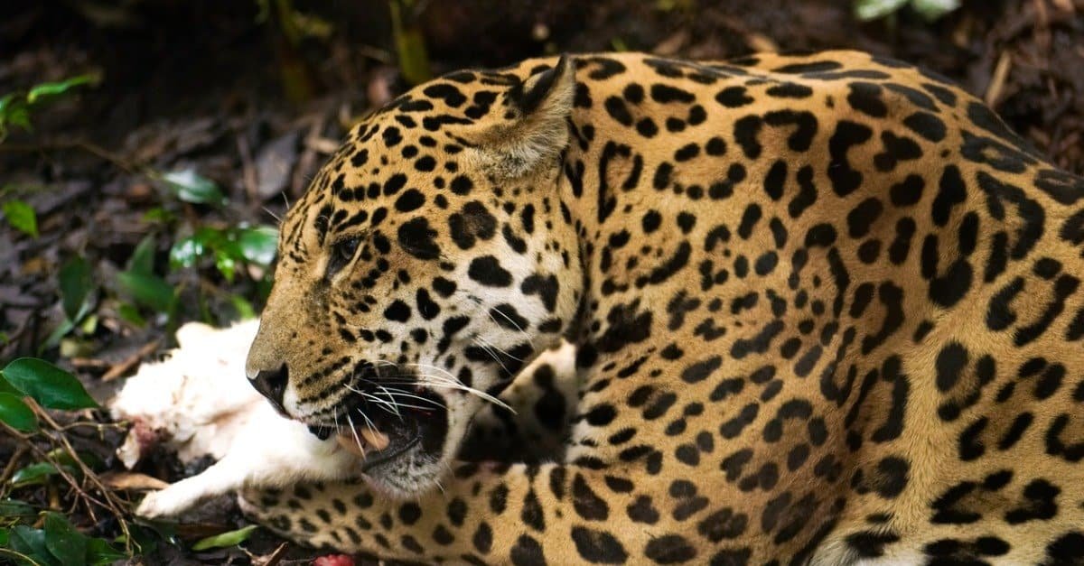 9 reasons why the jaguar rocks