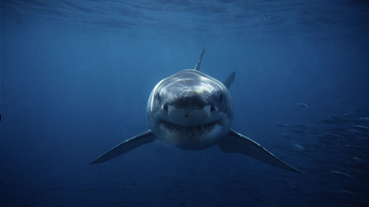 Great white shark VS Shortfin mako shark Who would win in a fight