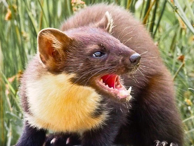 3 reasons why the pine marten rocks