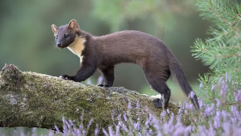 3 reasons why the pine marten rocks