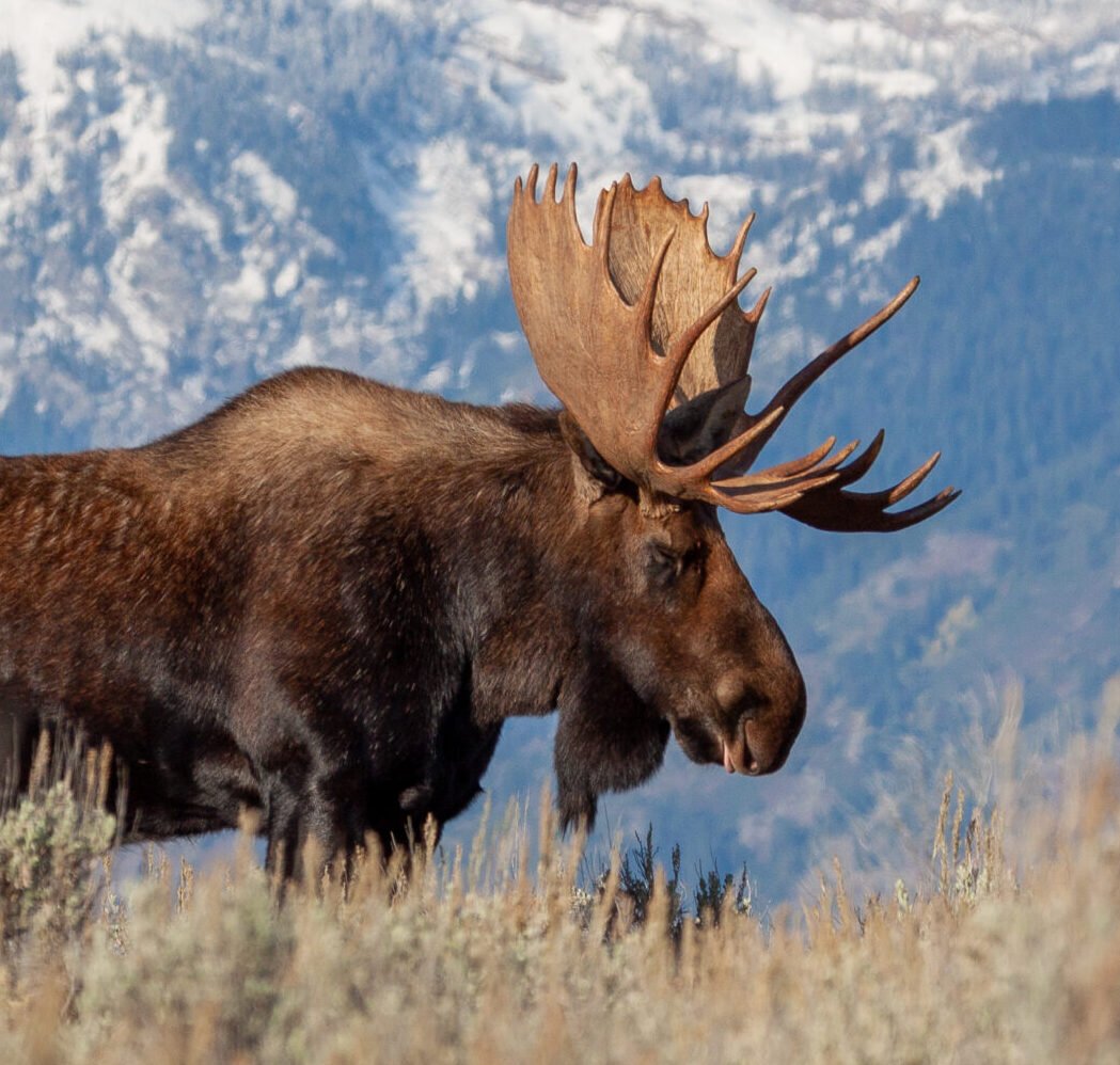 8 Reasons Why The Moose Rocks Wild Creature Rock