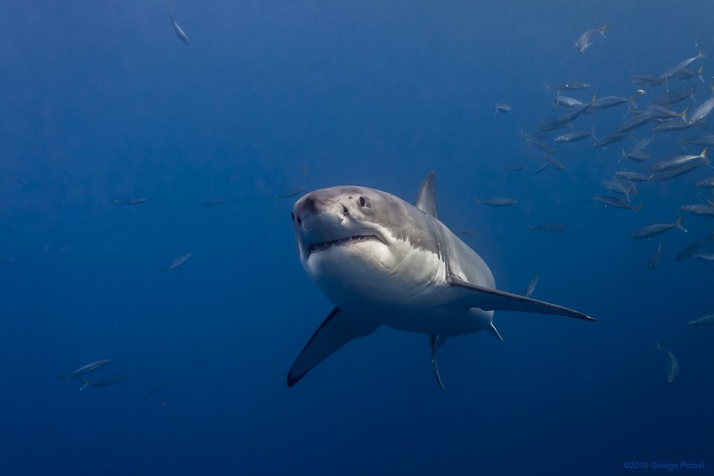 Great White Shark VS Tiger Shark: Size