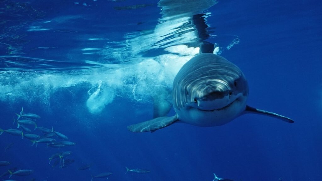 Great White Shark VS Tiger Shark: Speed