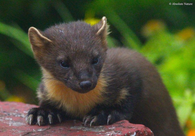 3 reasons why the pine marten rocks