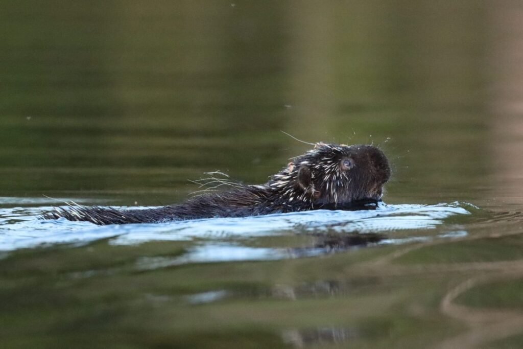 African crested porcupines can swim