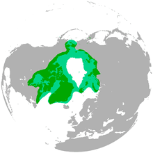 Polar bears live farther north than any member of the bear family