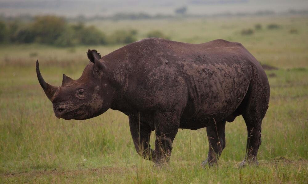 Tapirs are the closest relatives of rhinos