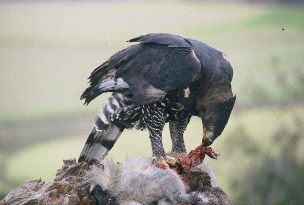 6 reasons why the african crowned eagle rocks