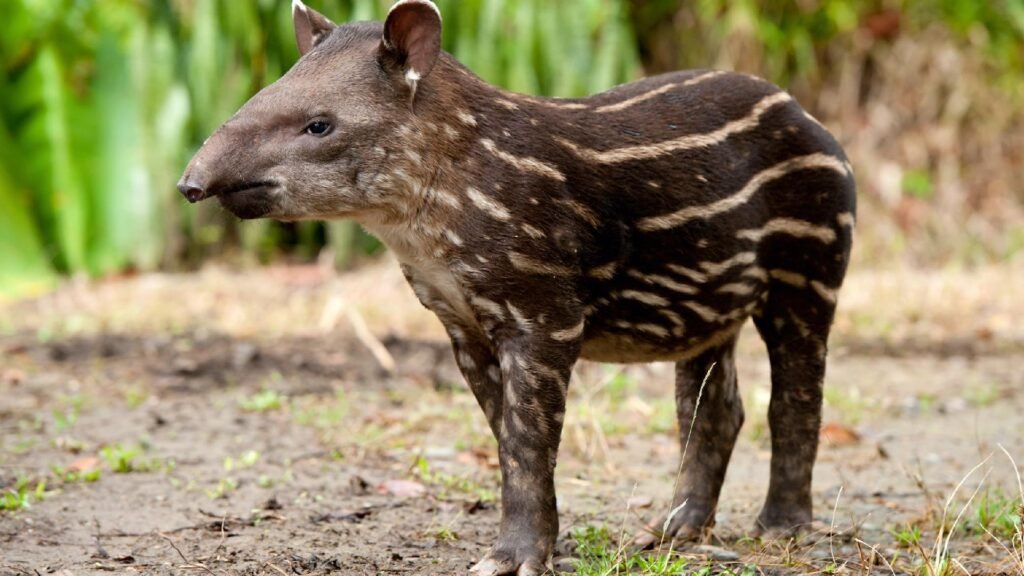 Tapir calves have stripes on their bodies