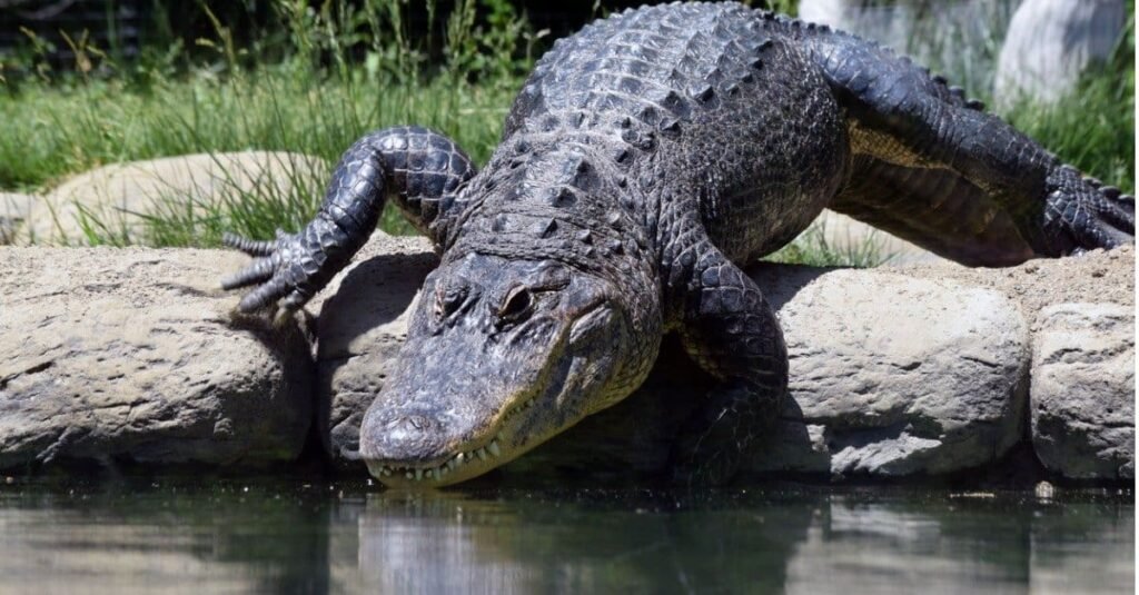 They are the second largest reptiles in North America