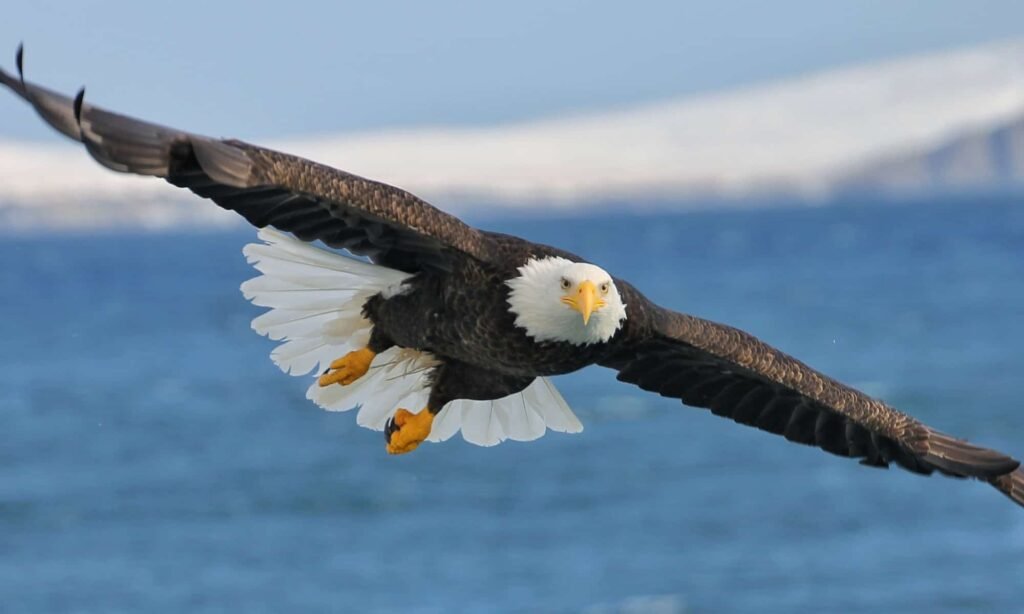 6 reasons why the bald eagle rocks