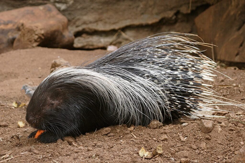 African crested porcupines are the largest species of porcupines