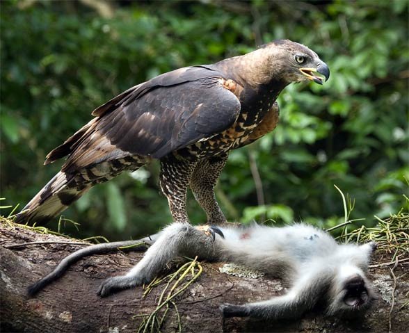 6 reasons why the african crowned eagle rocks