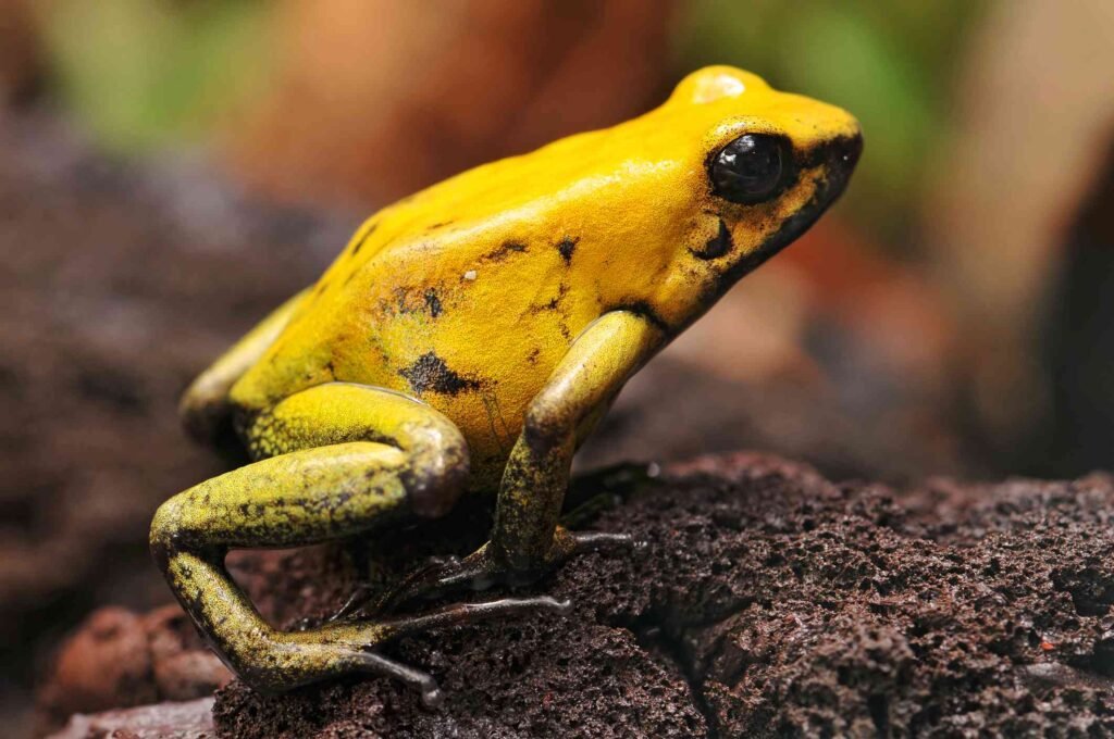 Golden dart frogs use their color to warn predators