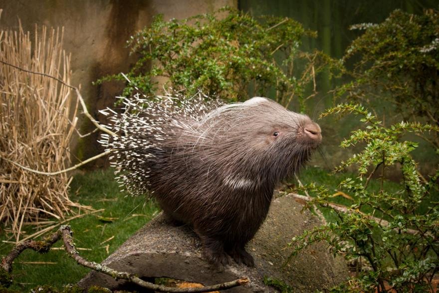 They are the fifth largest rodents in the world