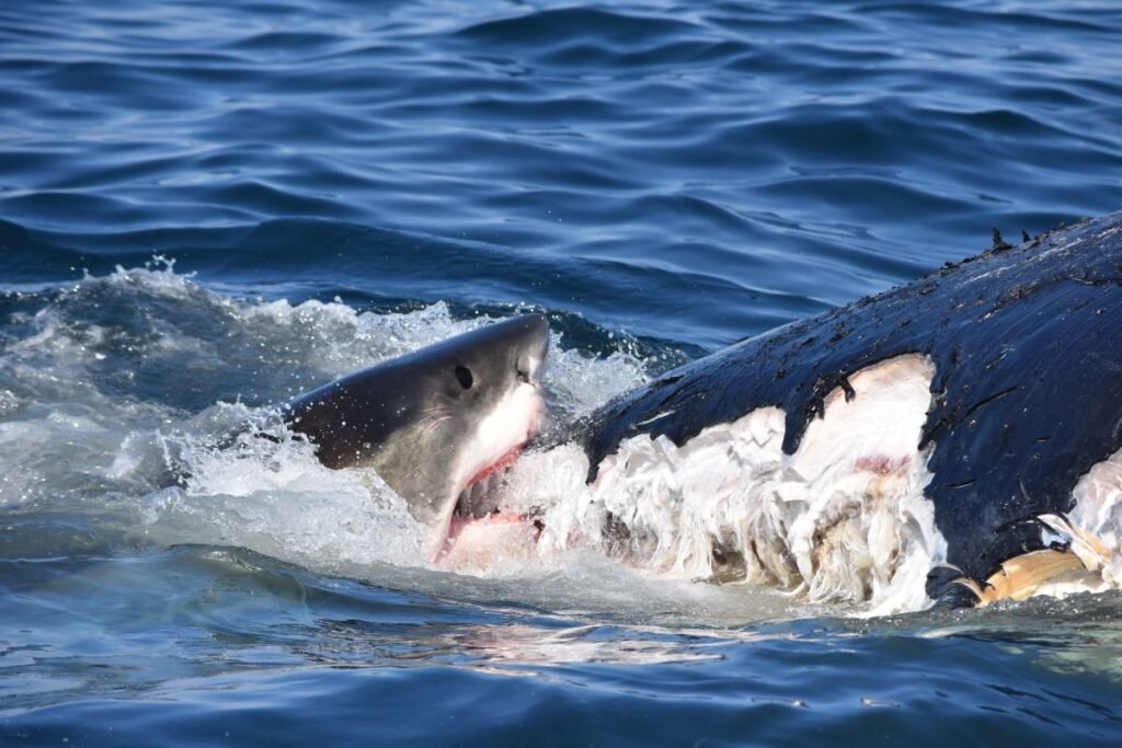 Great White Shark VS Tiger Shark: Bite force