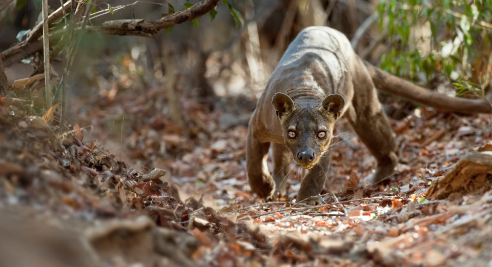 6 reasons why the fossa rocks