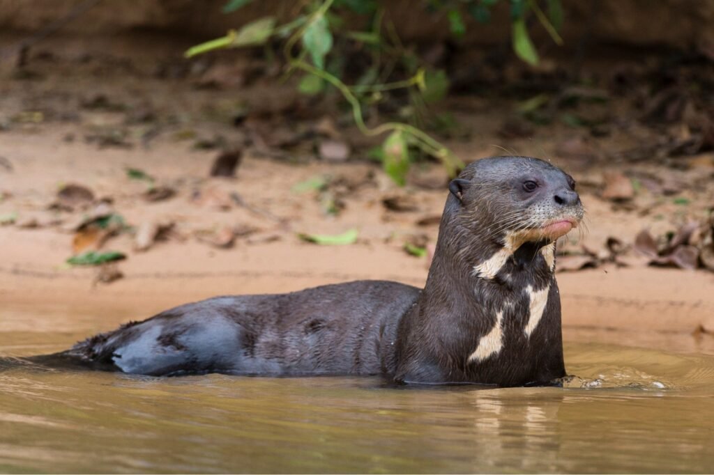 Giant river otters are the longest weasels on the planet