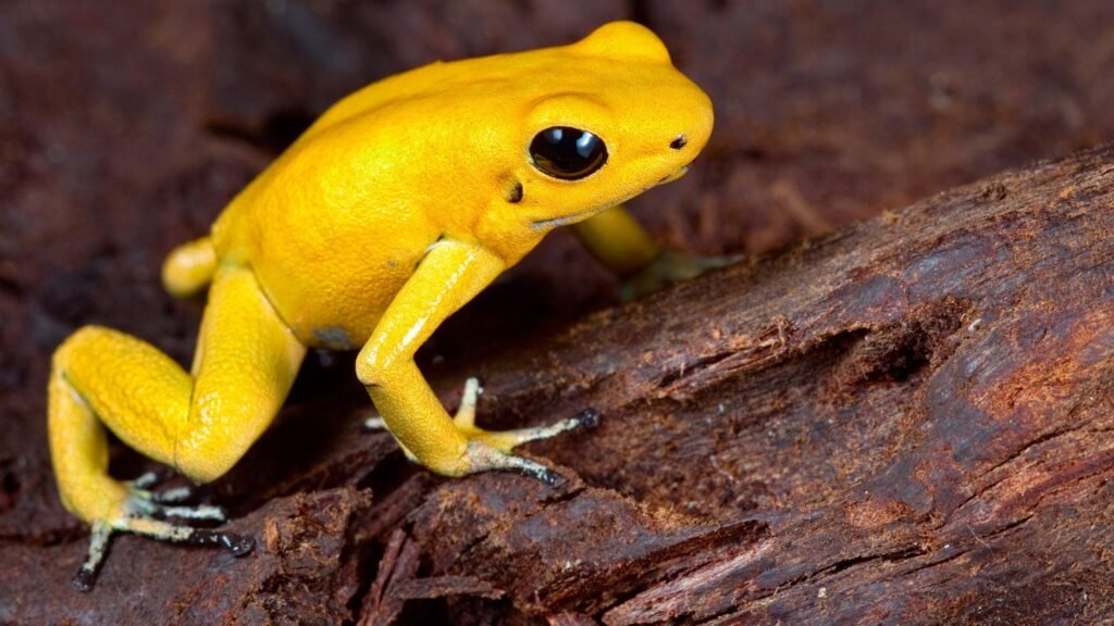 Golden dart frogs are the second deadliest animals on the planet