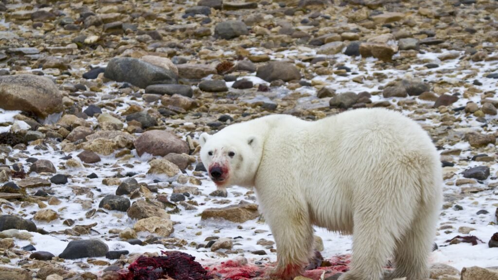 Polar bears are apex predators