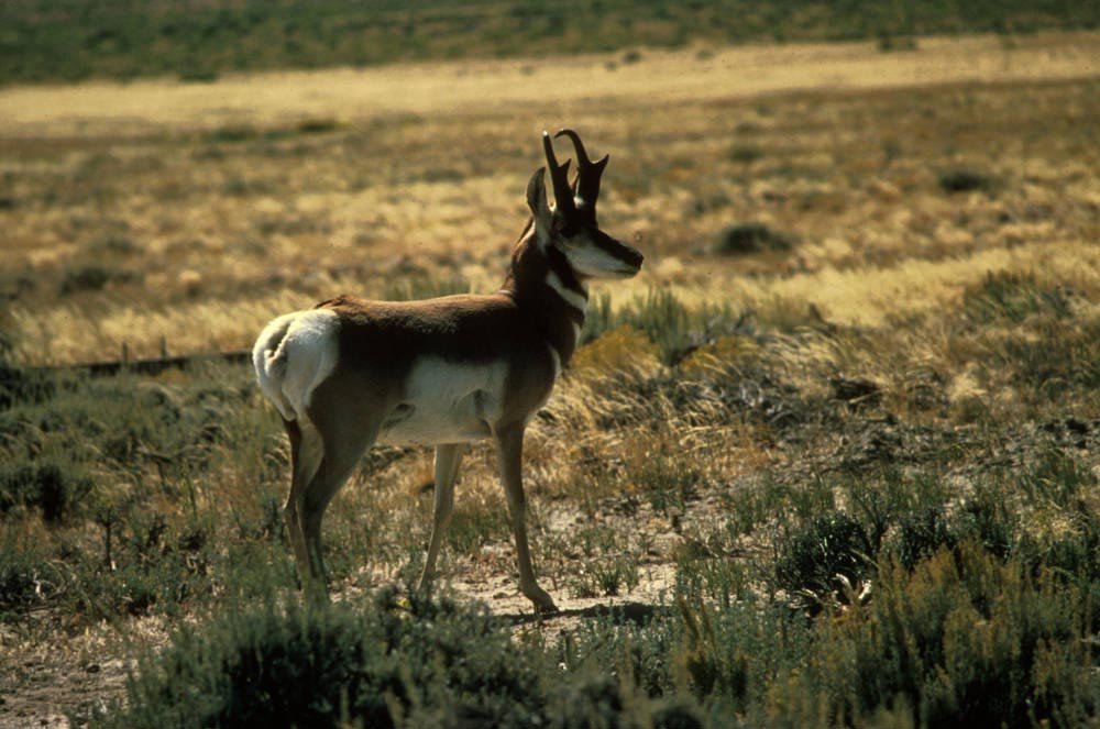 6 reasons why the pronghorn antelope rocks