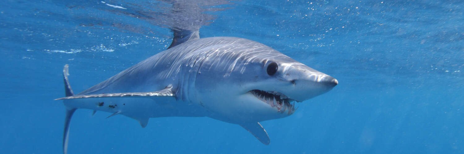 8 reasons why the shorfin mako shark rocks