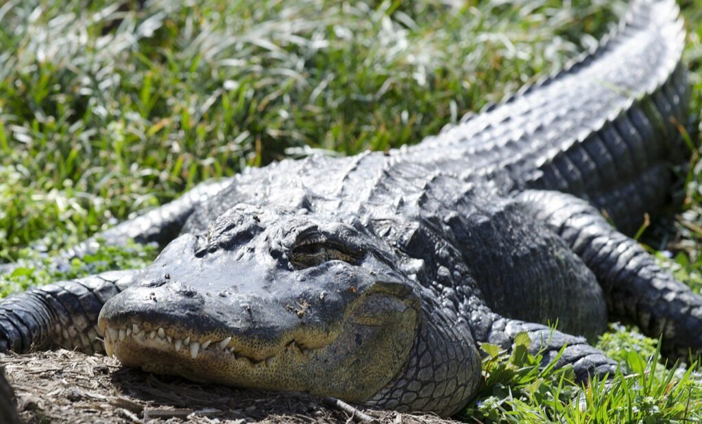 American alligators are the largest of their family