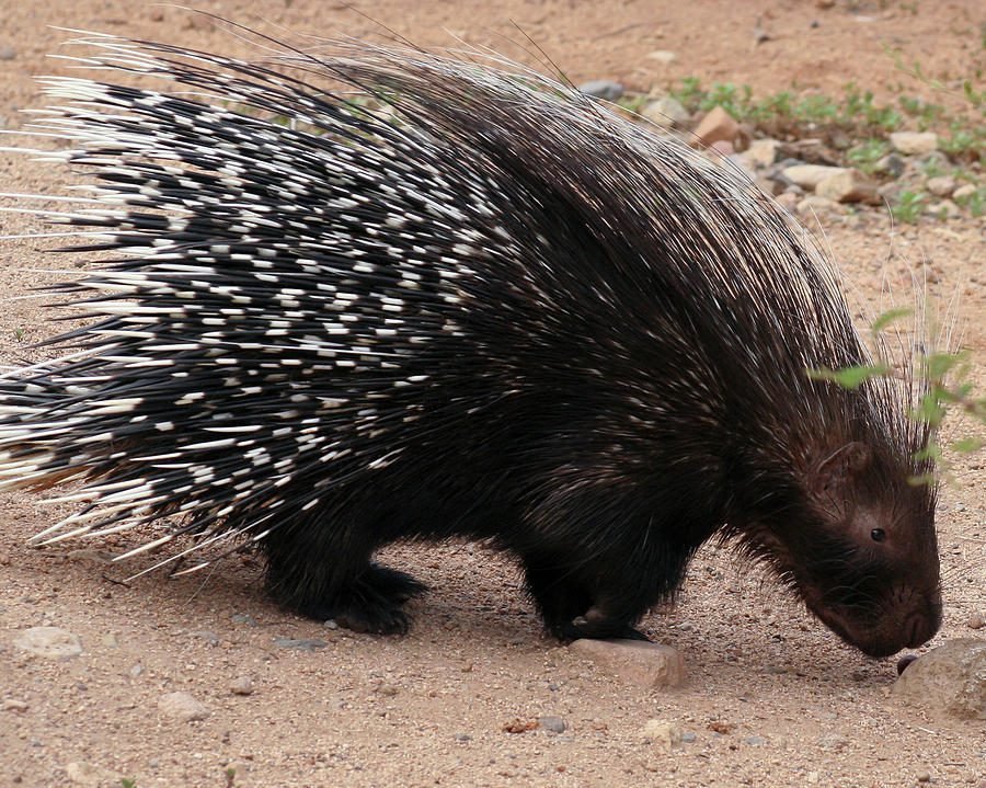 African crested porcupines are rodents