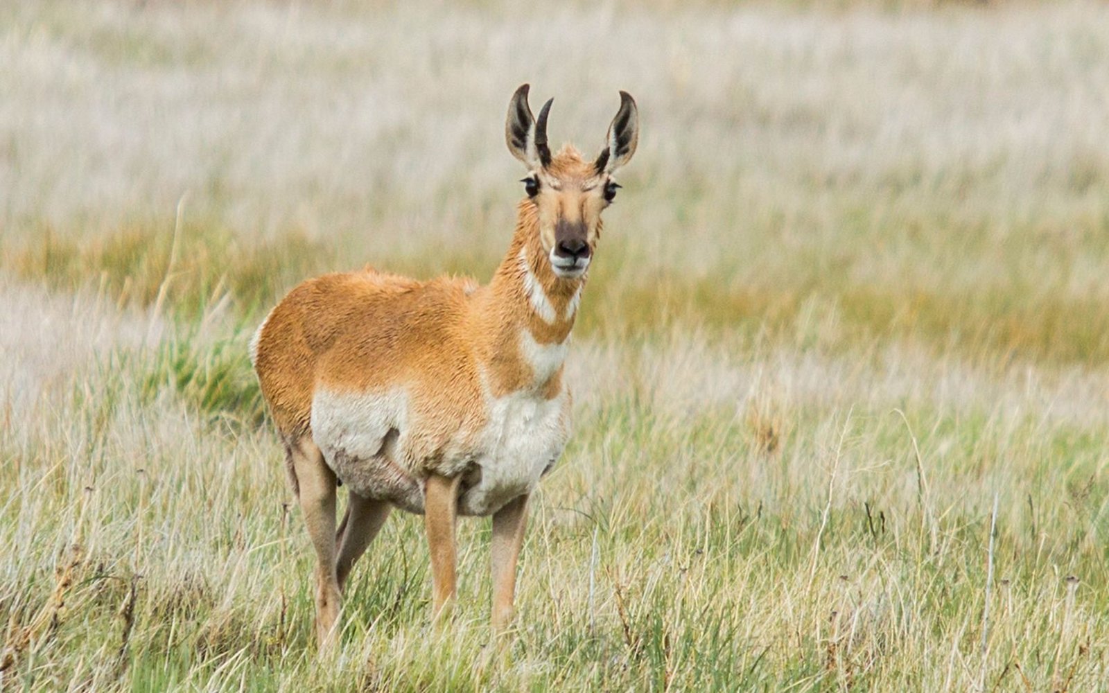 6 reasons why the pronghorn antelope rocks