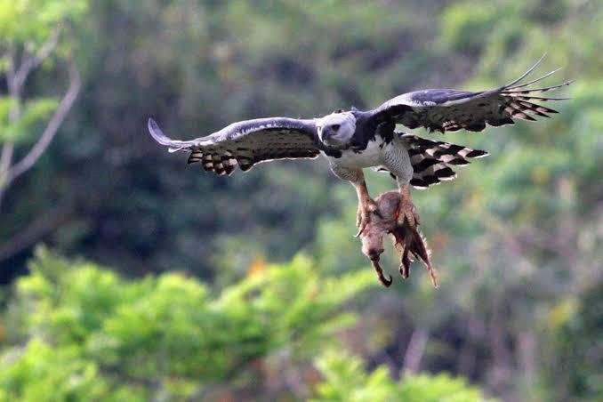 6 reasons why the harpy eagle rocks