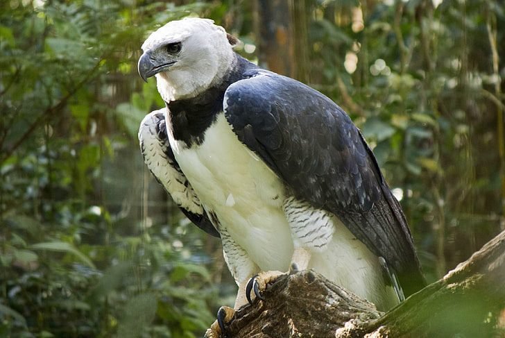 6 reasons why the harpy eagle rocks