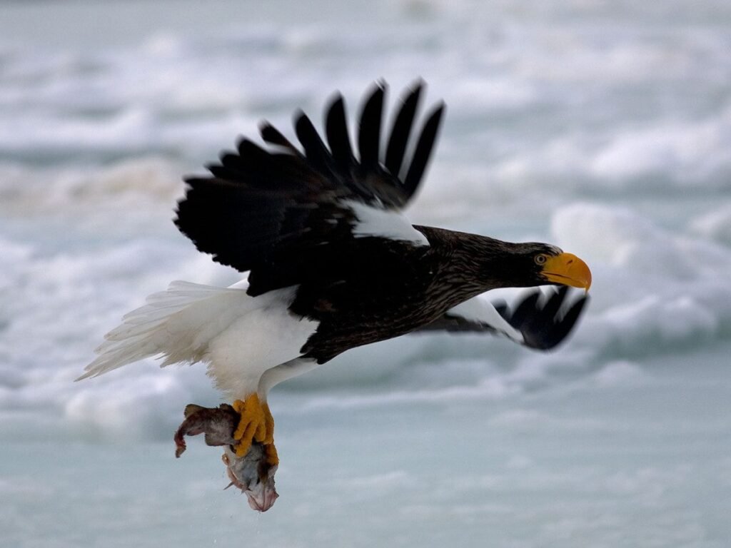 6 reasons why the steller's sea eagle rocks