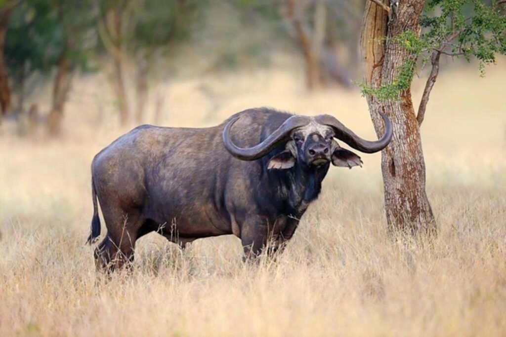 Cape buffalo are the largest bovids of Africa