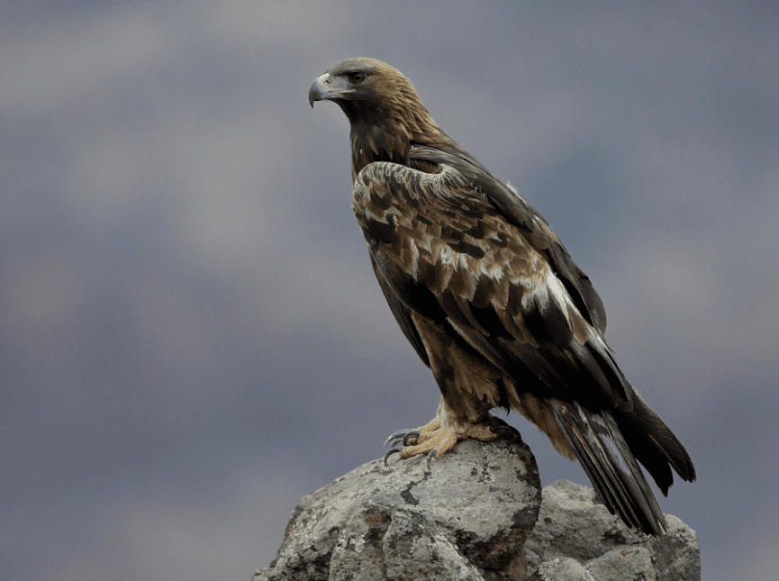 6 reasons why the golden eagle rocks