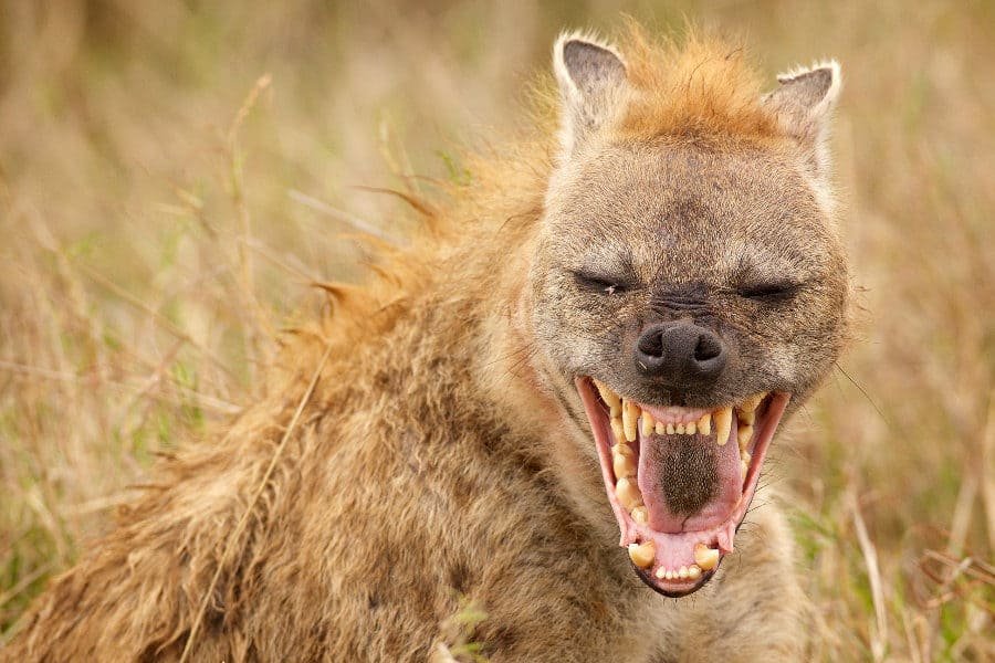 5 reasons why the hyena rocks