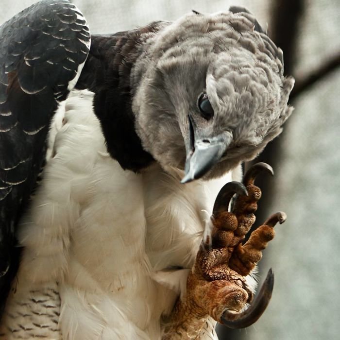 6 reasons why the harpy eagle rocks