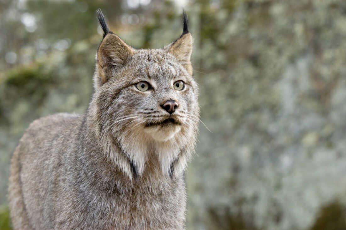 Wolverines sometimes follow eurasian lynxes