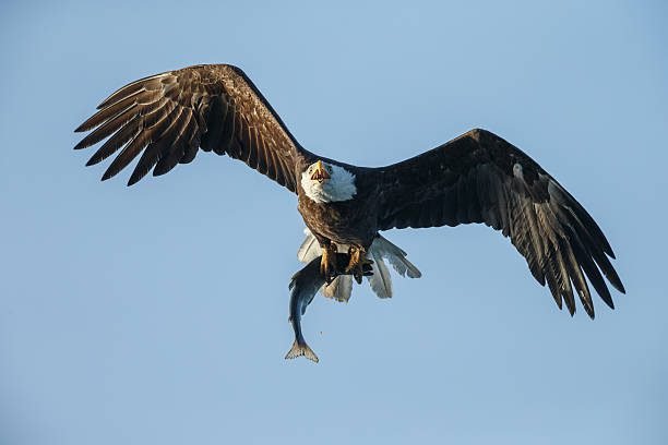 6 reasons why the bald eagle rocks