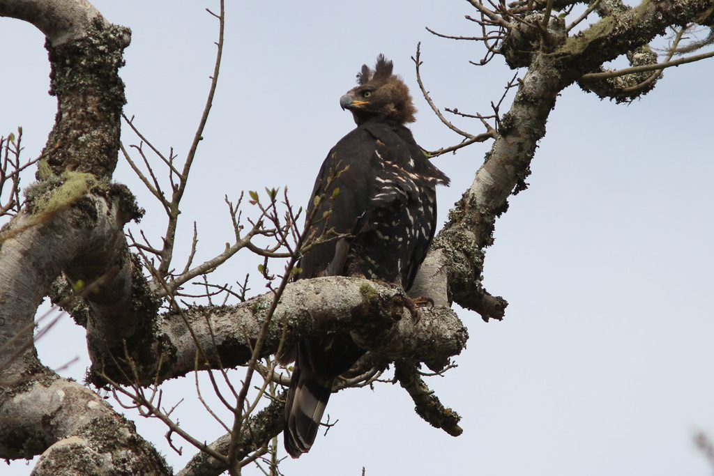 6 reasons why the african crowned eagle rocks