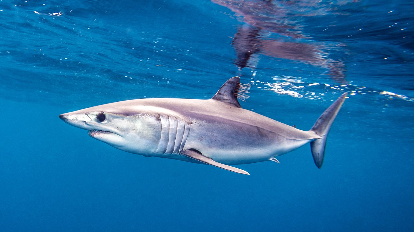 8 reasons why the shortfin mako shark rocks