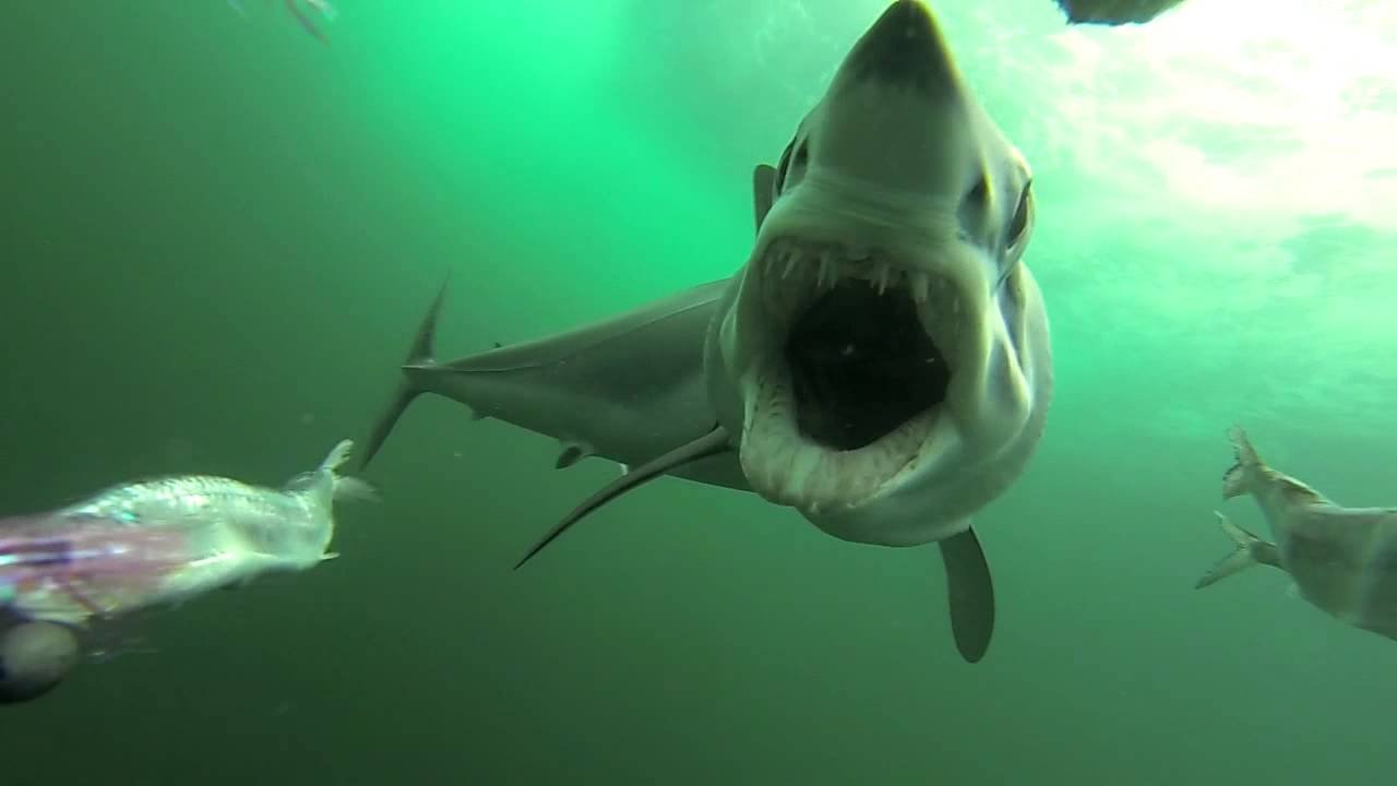 8 reasons why the shortfin mako shark rocks