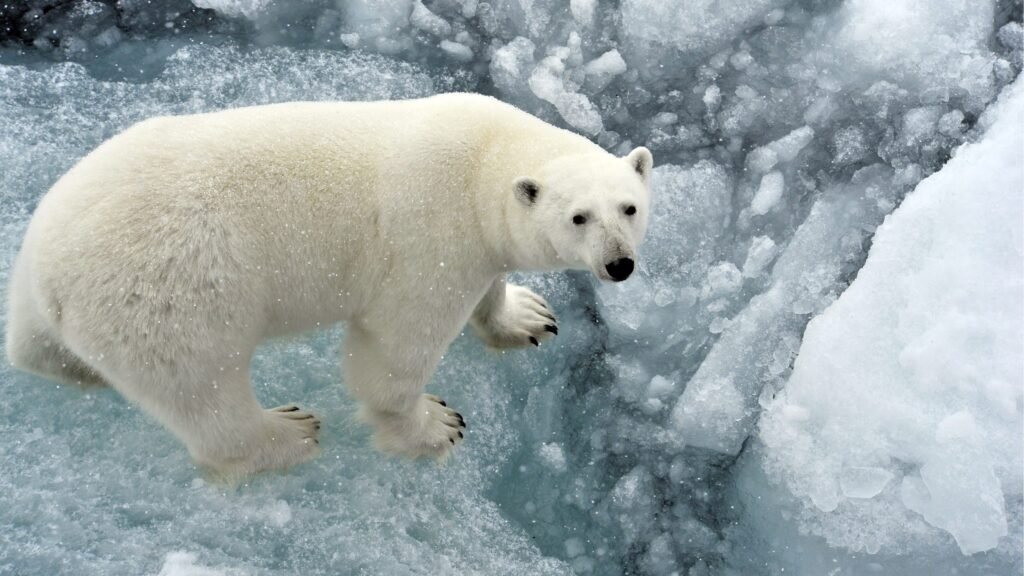 Polar bears are the largest land carnivores