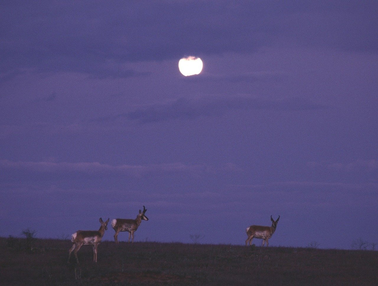 6 reasons why the pronghorn antelope rocks