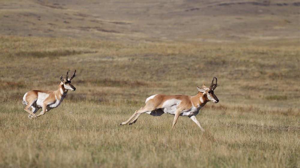 6 reasons why the pronghorn antelope rocks