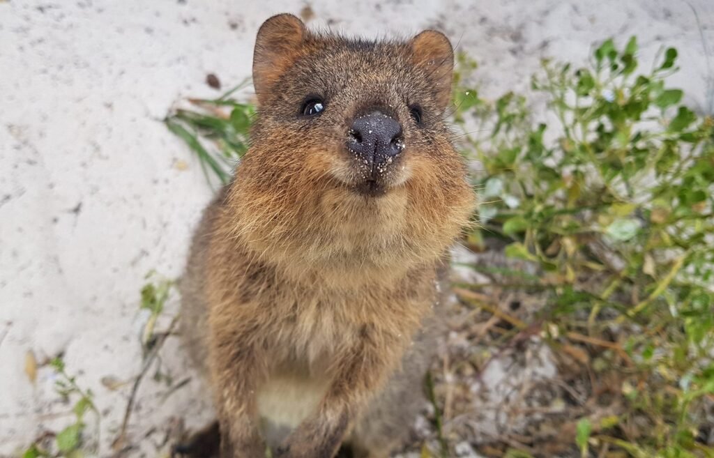 Quokkas are marsupials