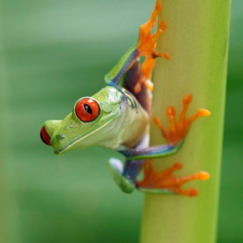 Red-eyed tree frogs are the third largest tree frogs