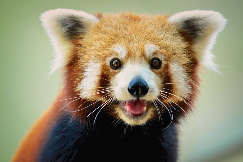 Red pandas are not pandas