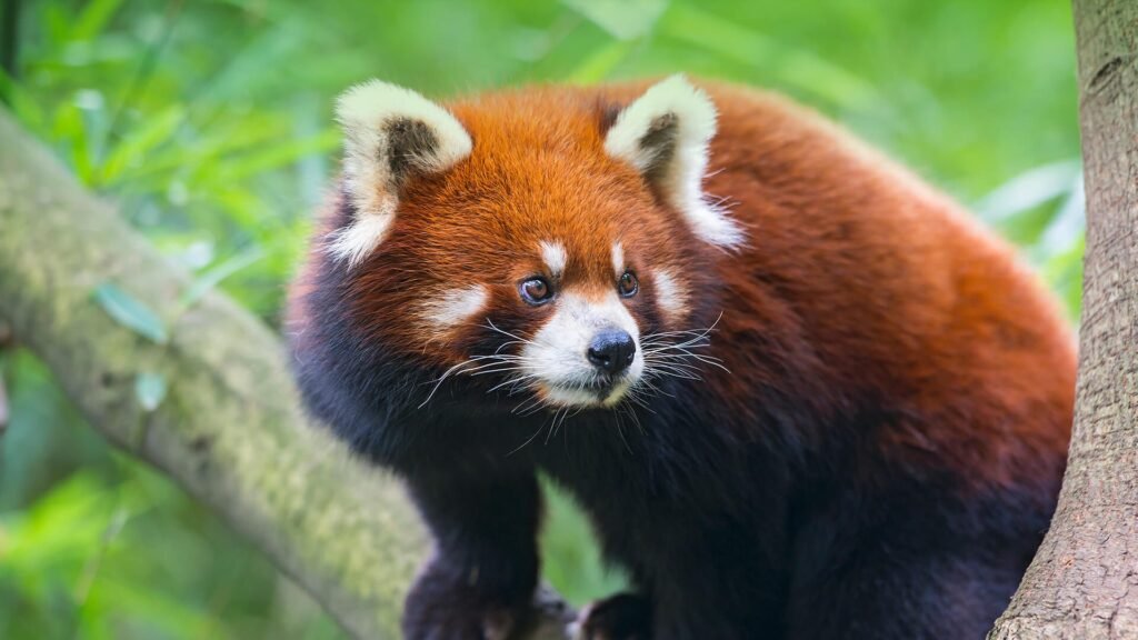 Red pandas are the largest members of their family