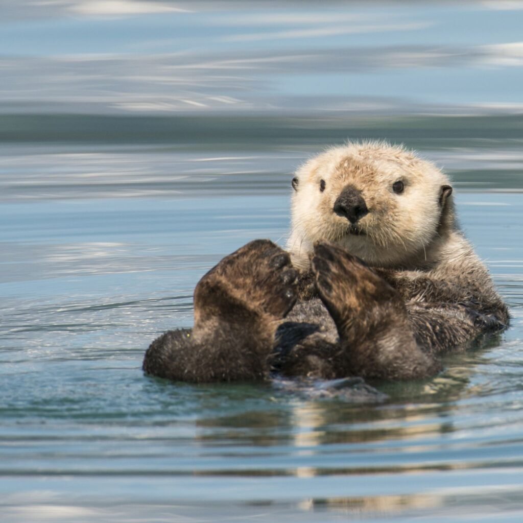 Sea otters are weasels