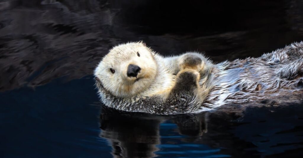 Sea otters are the largest weasels